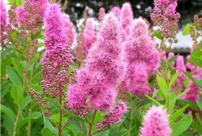 Спирея иволистная