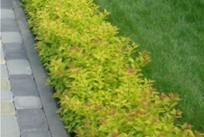 Спирея японская На-На