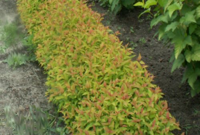 Спирея Маленький принц