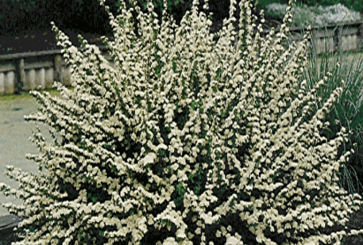 Спирея Джуния Бранс