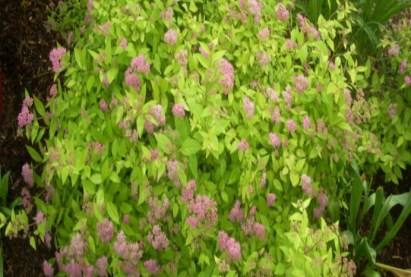 Спирея Макрофолия