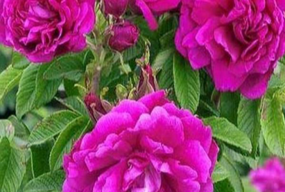 Роза парковая Ханса