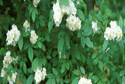 Роза парковая многоцветковая катаянская