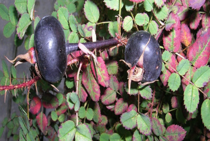 Шиповникчерный  и красный