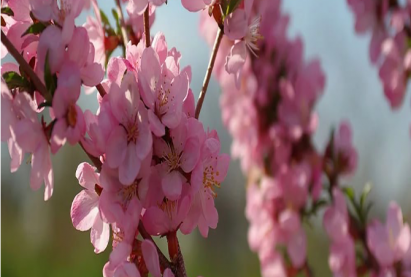 Миндаль черешковый