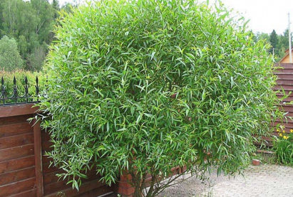 Ива шаровидная