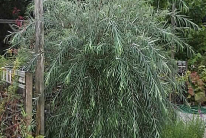 Ива Курайская