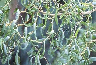 Ива извилистая Матсудана