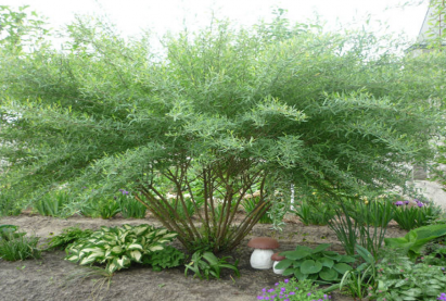 Ива лоховидная