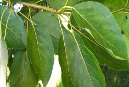 Тополь бальзамический