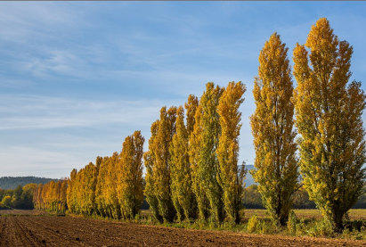 Тополь алтайский белоствольный