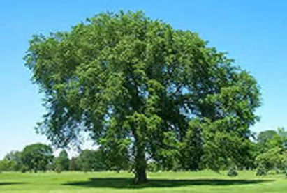 Ильм приземистый