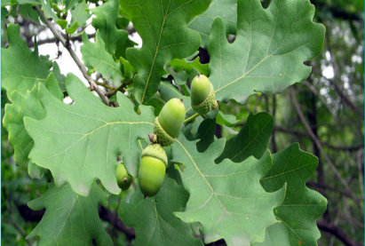 Дуб монгольский