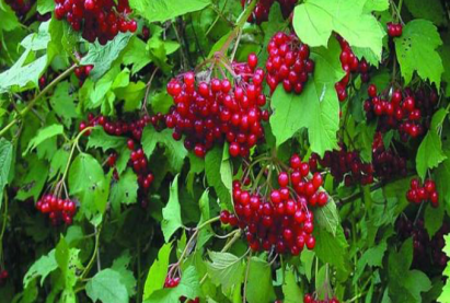 Калина красная