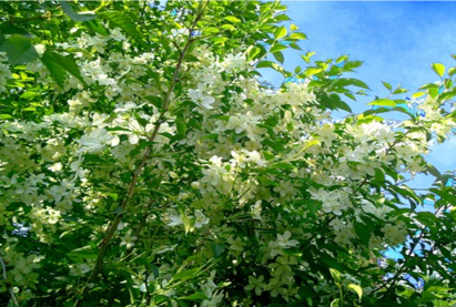 Яблоня сибирская