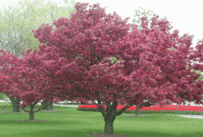 Декоративная яблоня Кармен