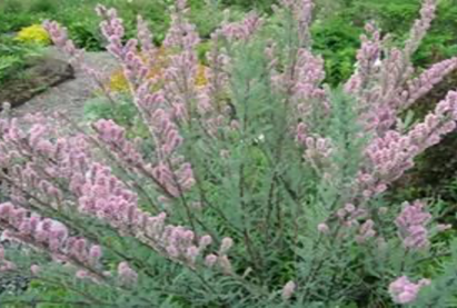 Мирикарий(Тамарикс)