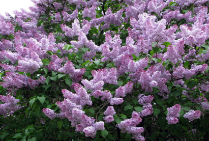 Сирень обыкновеннаяв наличии 2 цвета