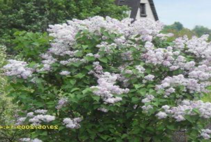 Сирень китайская