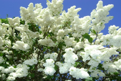 Сирень белая махровая