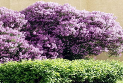 Сирень венгерская