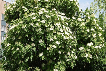 Бузина черная