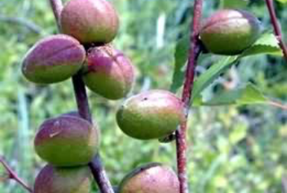 Абрикос Сибирский(Чингисхана)