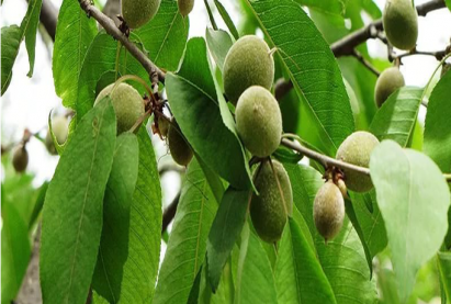 Декоративный Персик Давида