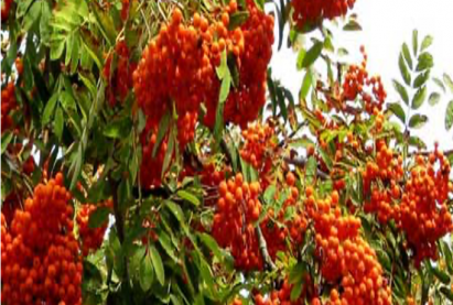 Рябина обыкновенная