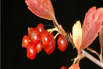 Смородина двуиглая