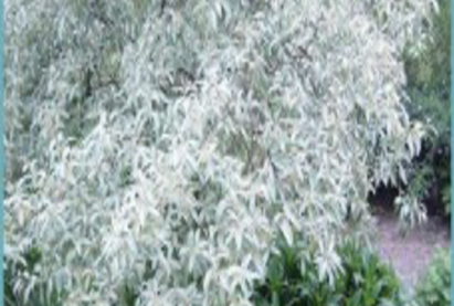 Лох серебристый (Гуми)