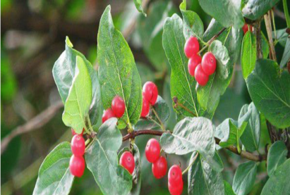 Жимолость татарская