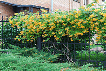 Жимолость каприфольмноголетняя лиана