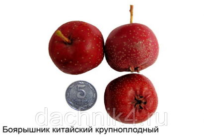 Боярышник китайский крупноплодный