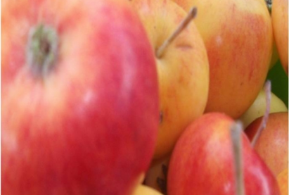 АЛИМ  «Бурятская урожайная» (4-31-60)