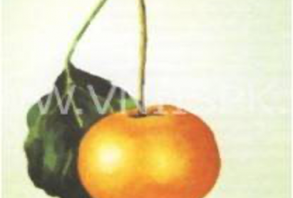 Ранет «Янтарка Алтайская»