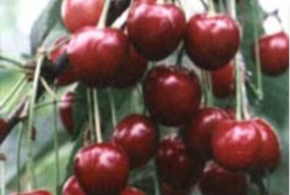 Интоор талын (степная) – амтат интоор