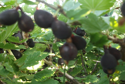 Тошлой жимс «Черный Черкашина» бараг ɵргɵсгγй