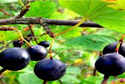 Тошлой жимс «Африканец»