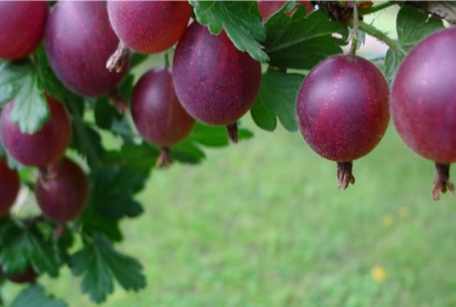 Тошлой жимс «Владил» (Командор)