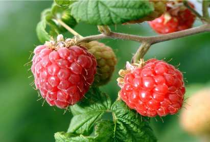 Бɵɵрɵлзгɵнɵ «Костинбродская»