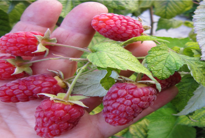 Бɵɵрɵлзгɵнɵ «Челябинская Крупноплодная»