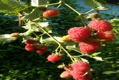 Бɵɵрɵлзгɵнɵ «Фантазия»