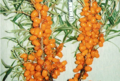 Буриадын чацаргана «Нарантуя»