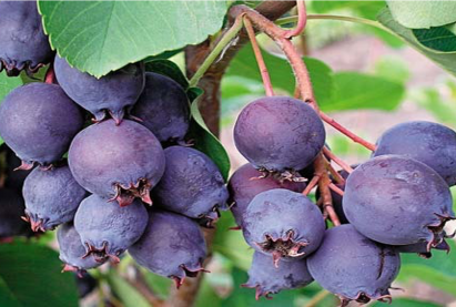 Соёолжит ирга жимс   Хамгийн чихэрлэг амттай жимсгэнэ юм