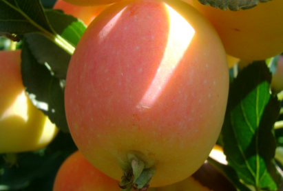 АЛИМ «ЕРМОЛАЕВА-23»