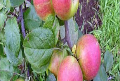 АЛИМ «АБОРИГЕН»