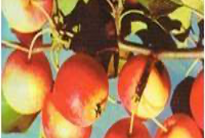 АЛИМ  «ЧАРА»