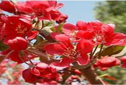 Гоел чимэглэлийн алимны мод «КАРМЕН»