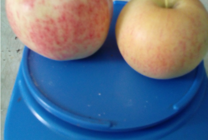 Хэвтээ алимны мод «ПОТАПОВКА»